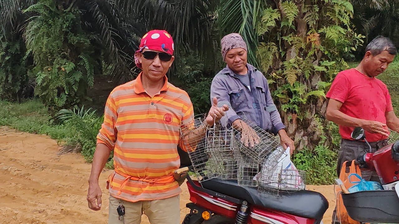 MASUK HUTAN PASANG PERANGKAP TUPAI BERSAMA TEAM BARU AKI ATOI //