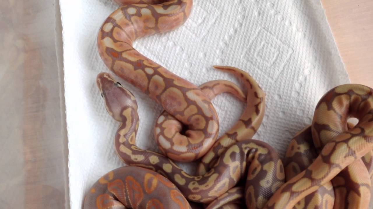 Banana Ball Python Clutches Out!