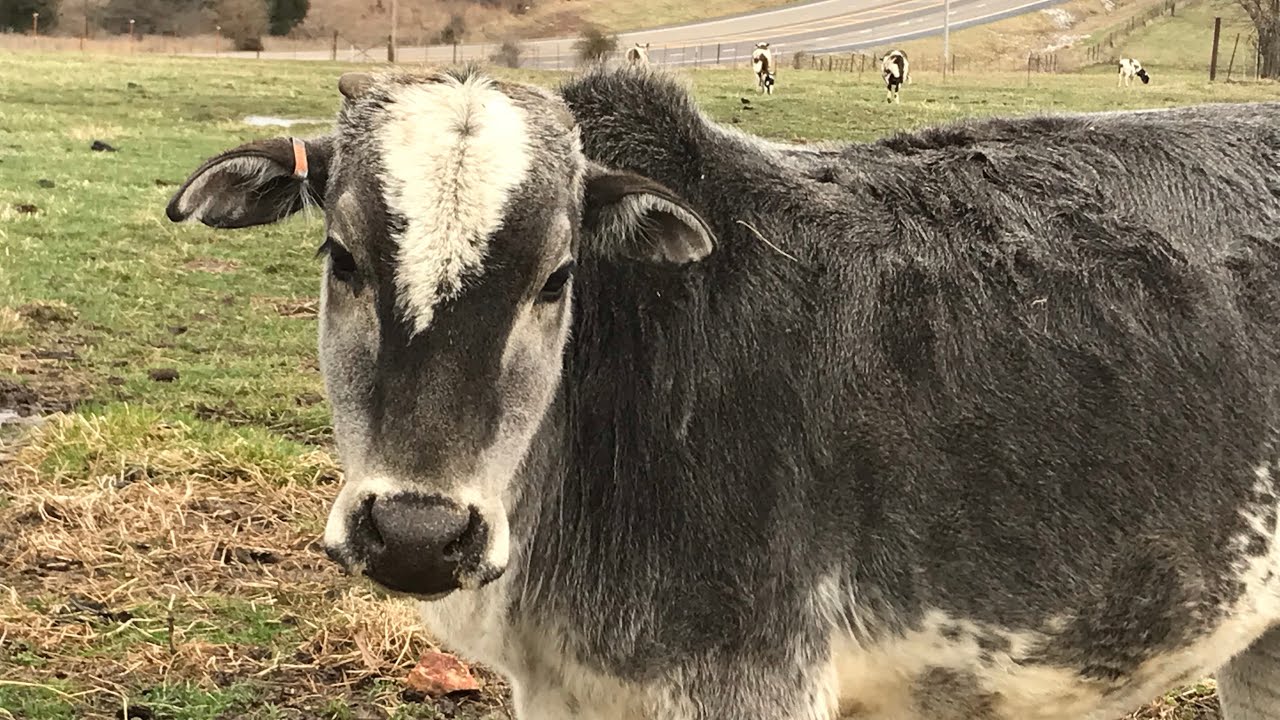 Let's Talk Zebu