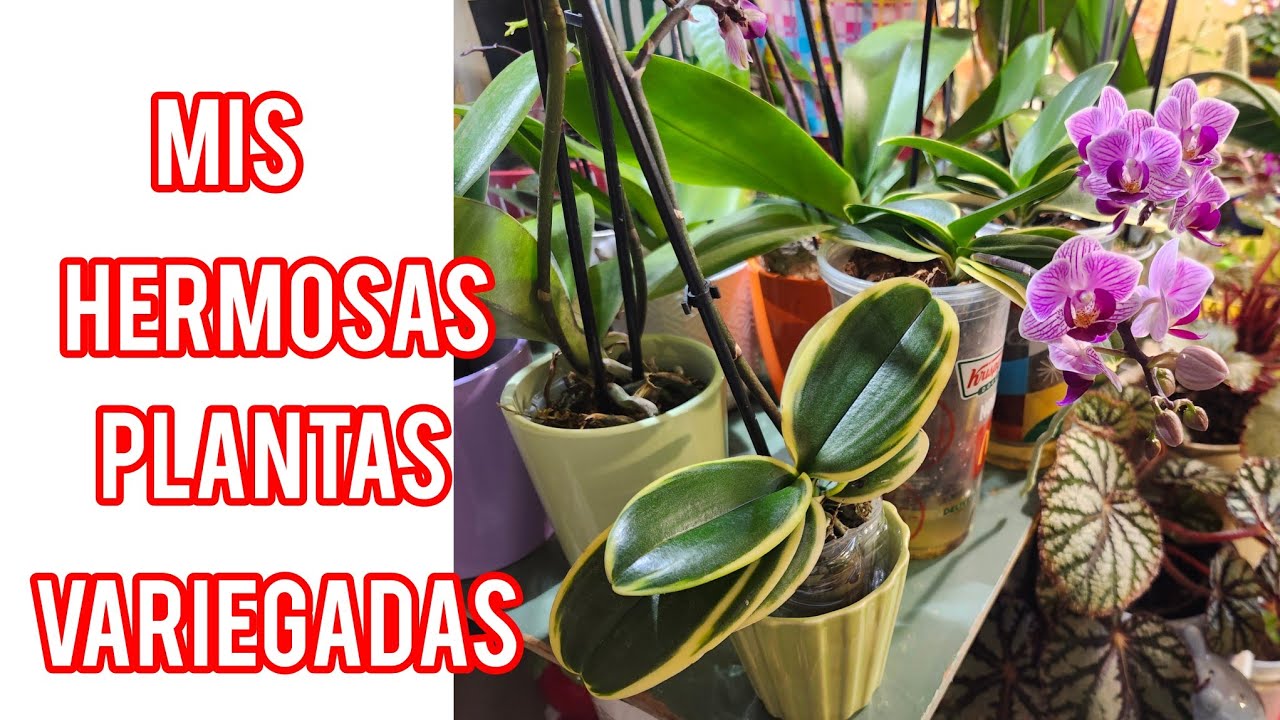 Mis hermosas plantas variegadas Orquideas y Monsteras vean que chuladas 😍🪴🪴🪴