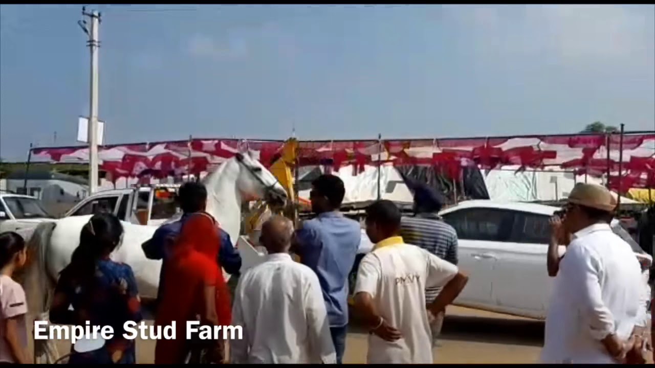 Stallion &ldquo;Albakash&rdquo; @ Pushkar Fair