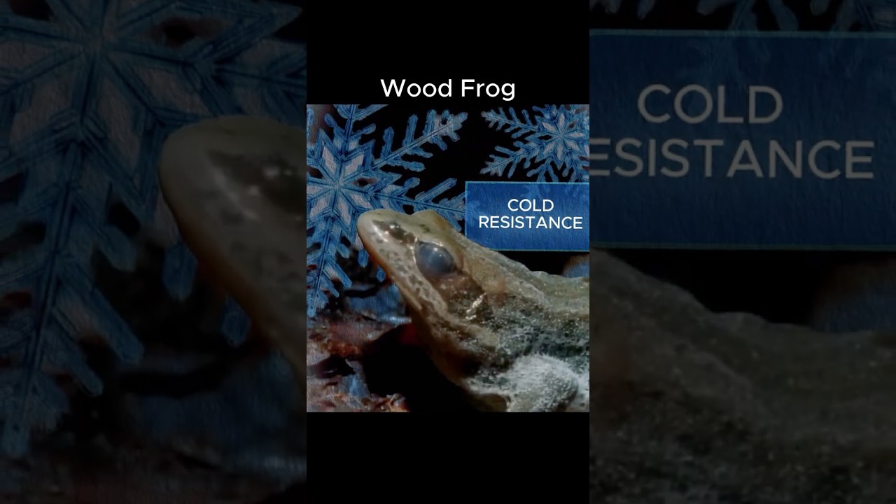 Animals, but their abilities get scarier #edit #animals #nature