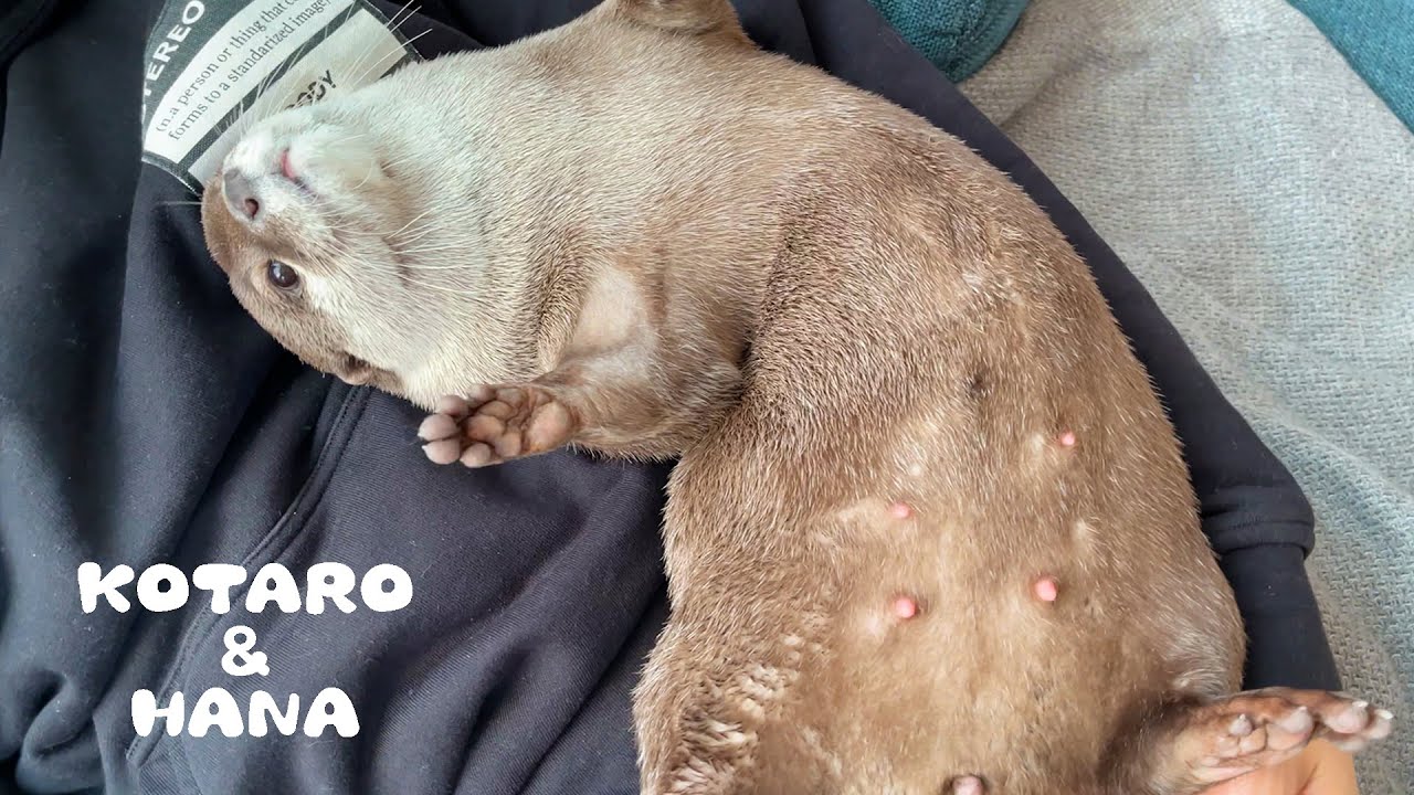 Как выдра Хана стала такой толстой?