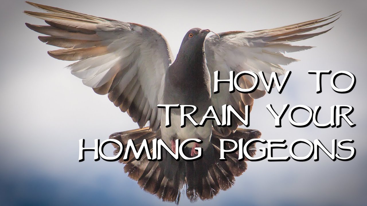 Homing Pigeons - Teach Your Birds Come Home!