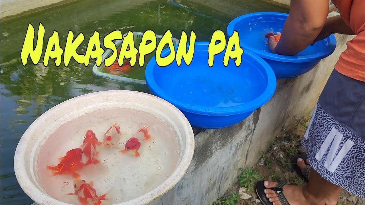 EP241. NAKASAPON PA UG NANGITLOG | GOLDFISH ADVENTURE