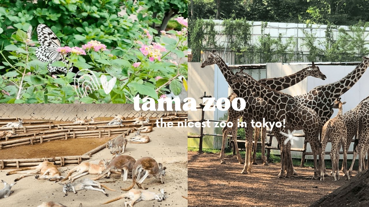 Tama Zoo | Come with me to the nicest zoo in Tokyo!
