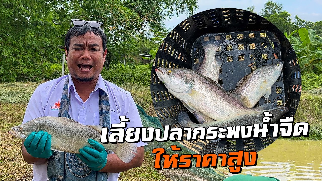 เลี้ยงปลากระพงน้ำจืด ให้รายได้สูง!