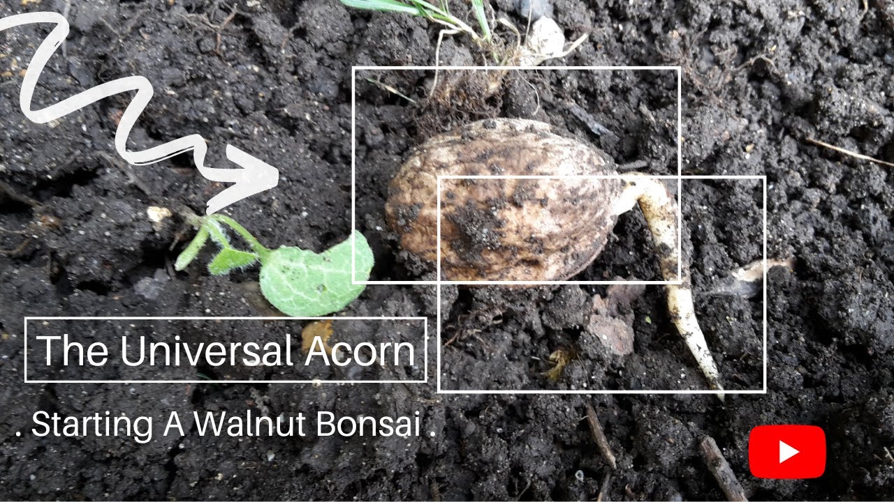 Starting a Walnut Bonsai from Seed.