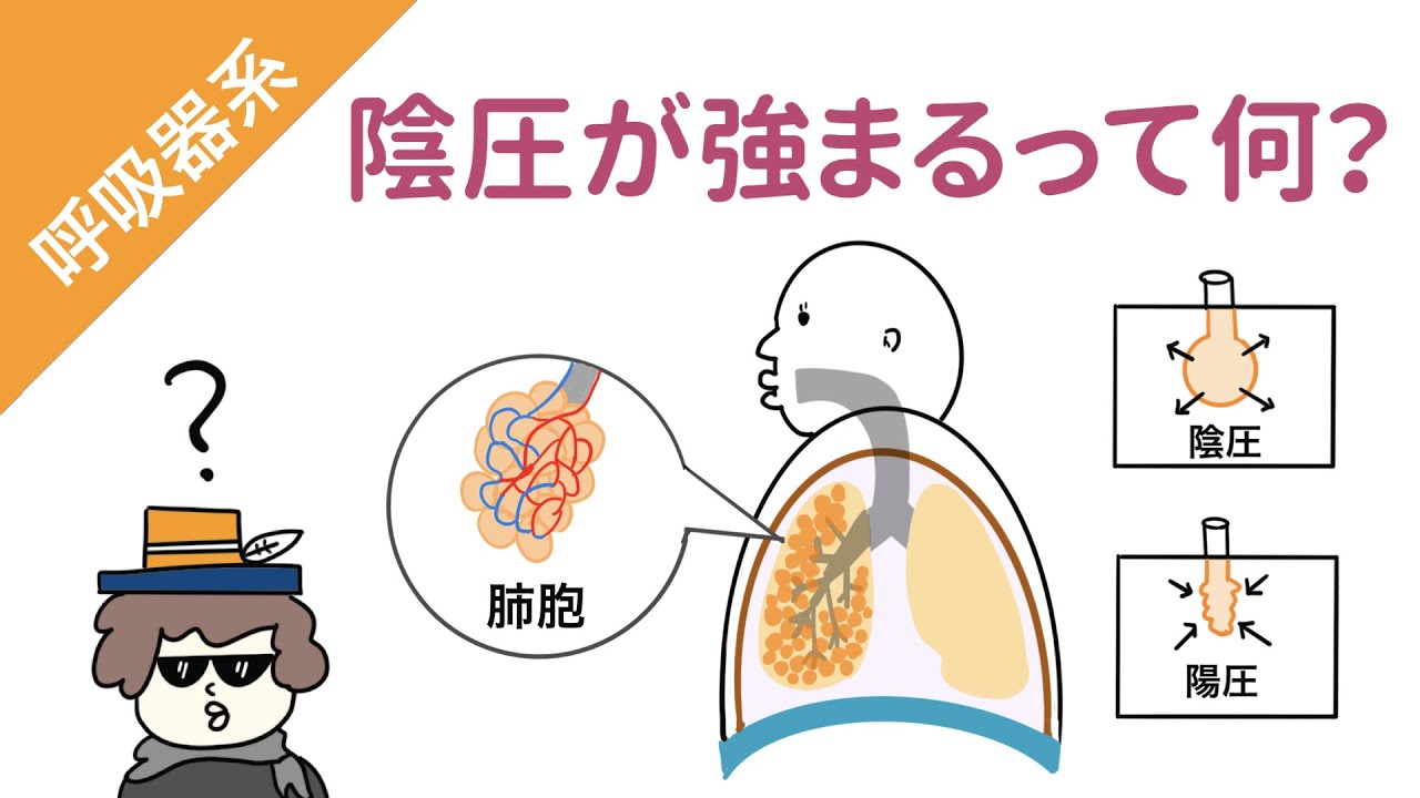 【呼吸器系】陰圧と陽圧（胸膜腔内圧と肺胞内圧）