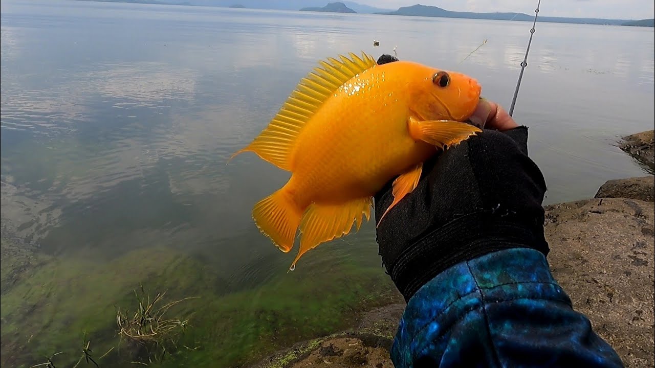 Unang Spot Harvest Agad | Taal Lake Fishing 