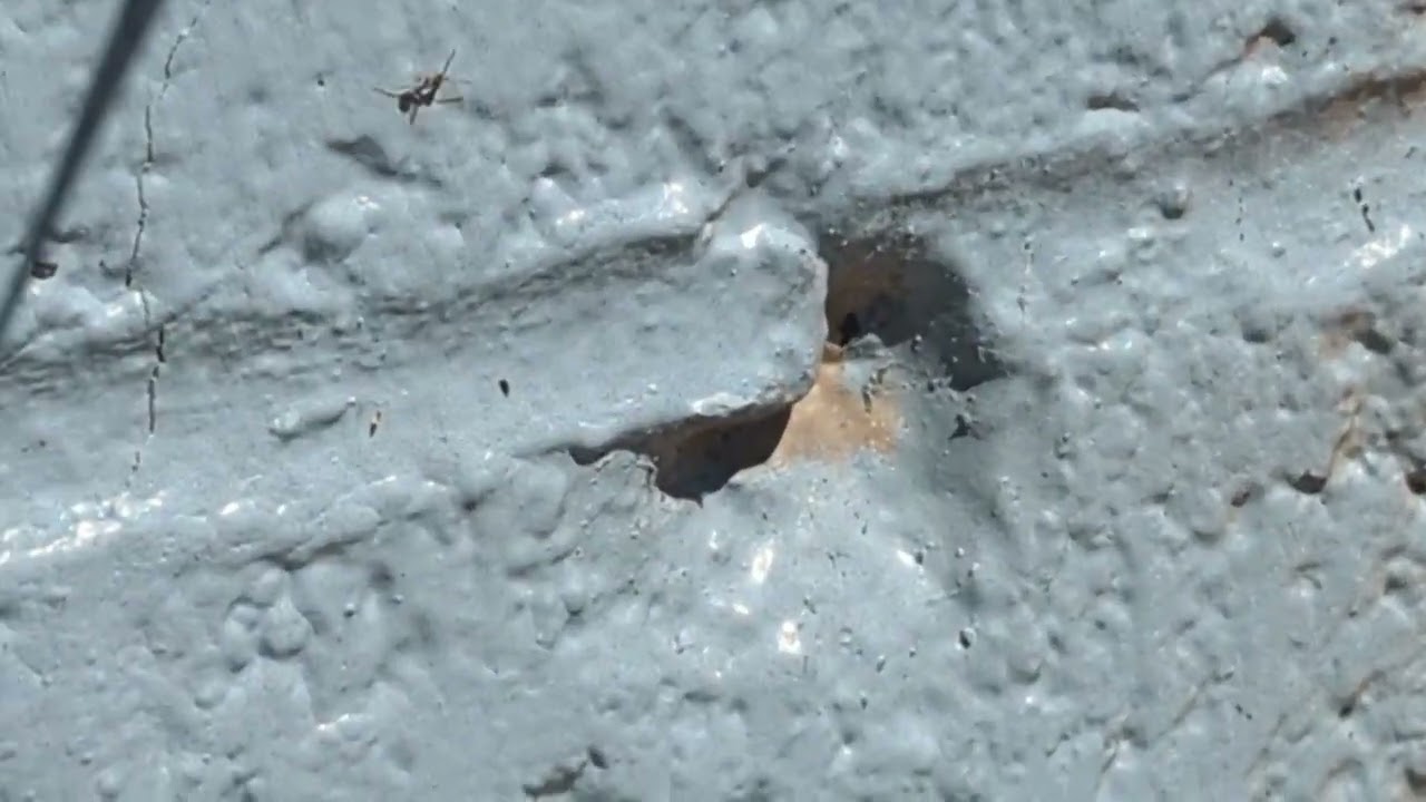 Argentine Ant Control Made Easy
