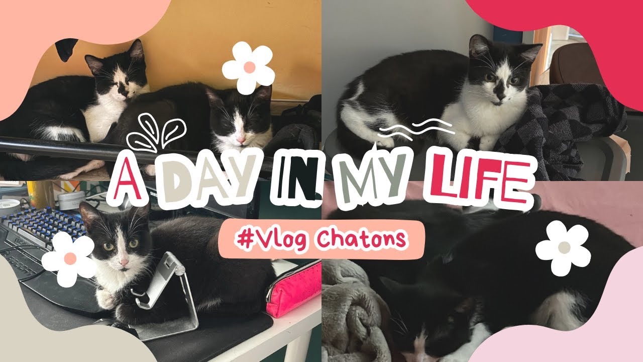 VLOG 