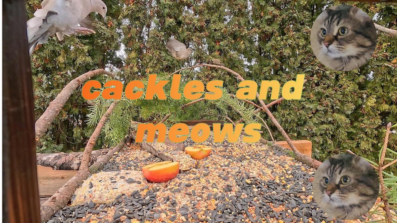 cackles and meows #birdwatching #wildlife #cat #cattv #nature