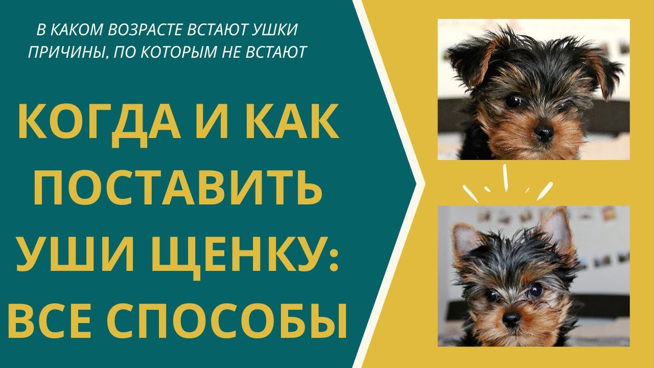 Как поставить уши йорку? Когда встают уши у йорка? Почему не поднимаются уши у йоркширского терьера?
