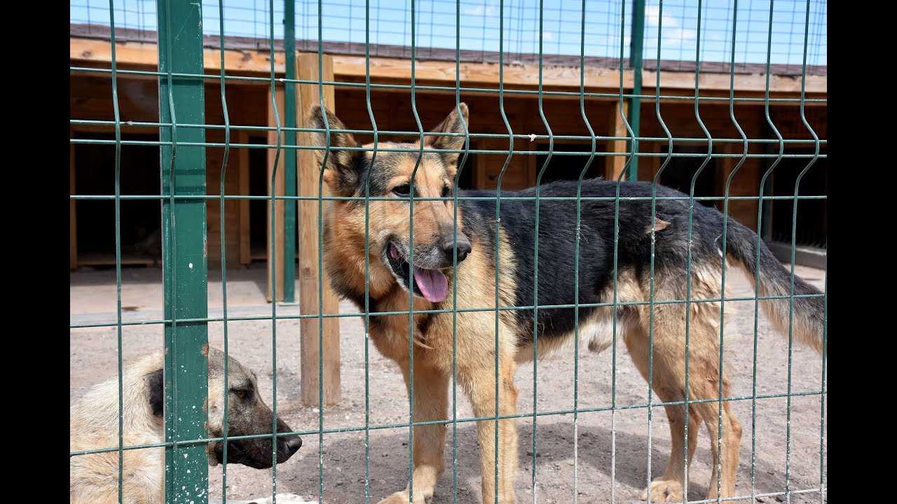 Kuduz hastalığında en etkili tedavi aşılanma