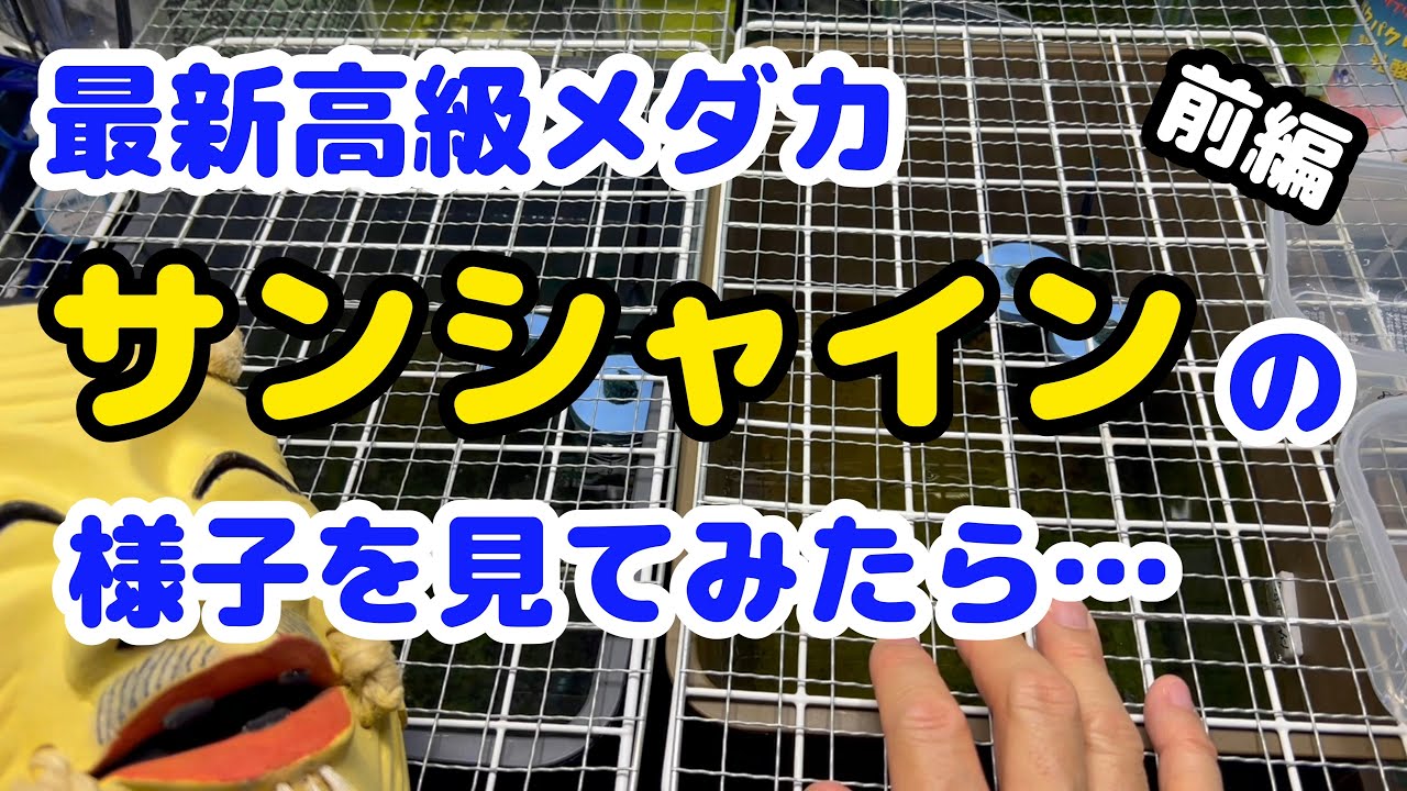 【メダカ サンシャイン】え？なにこれ？(´・ω・`)【前編】