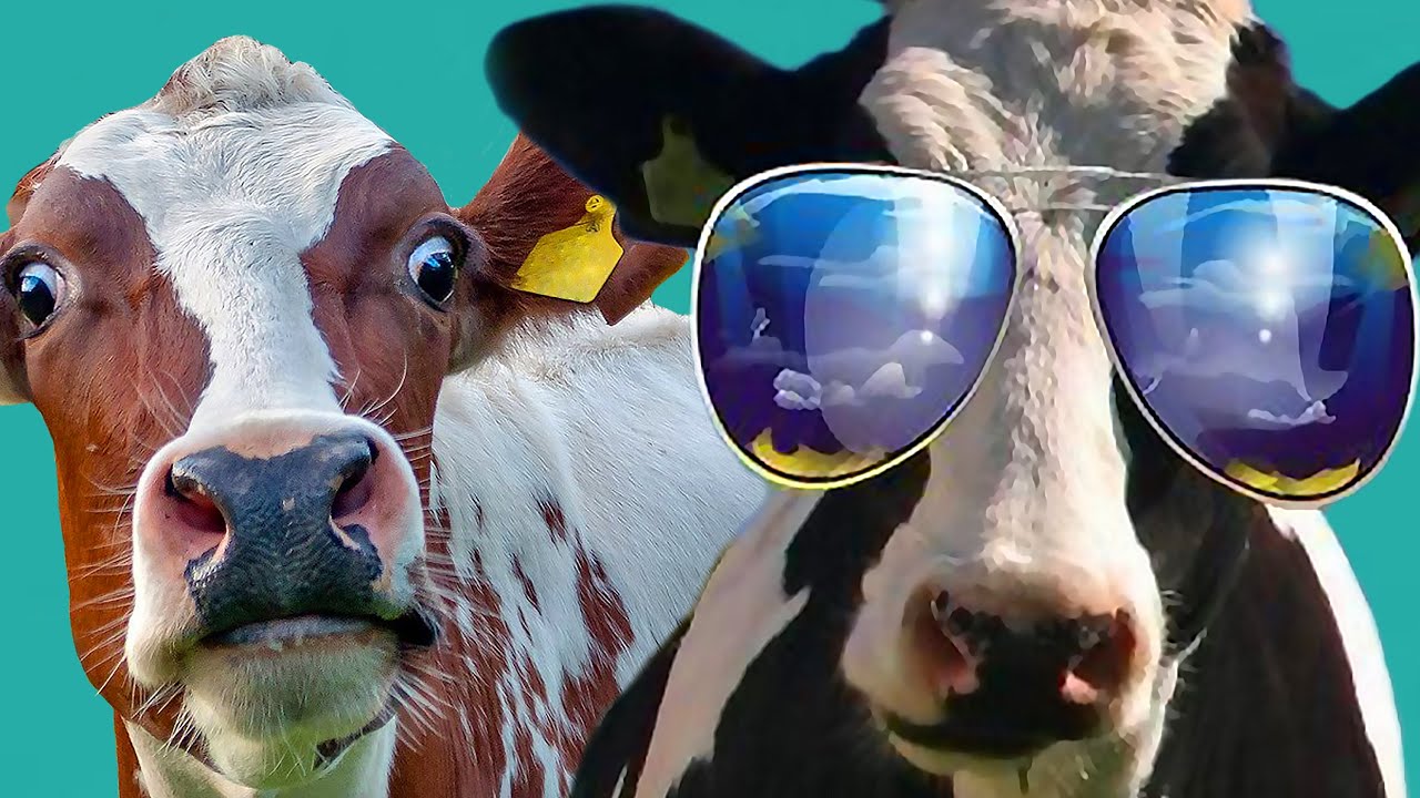 Funny Cow Song And Funny Cow Dance - Funny Cows Videos 4