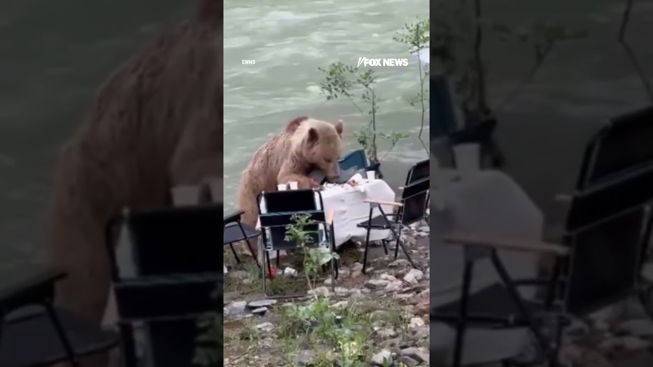 WATCH: A hungry bear pulled up to a picnic table like it owned the place