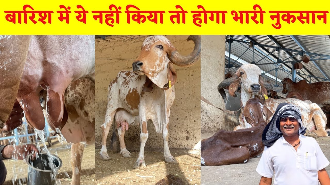 बारिश में ये नहीं किया तो होगा भारी नुकसान ।