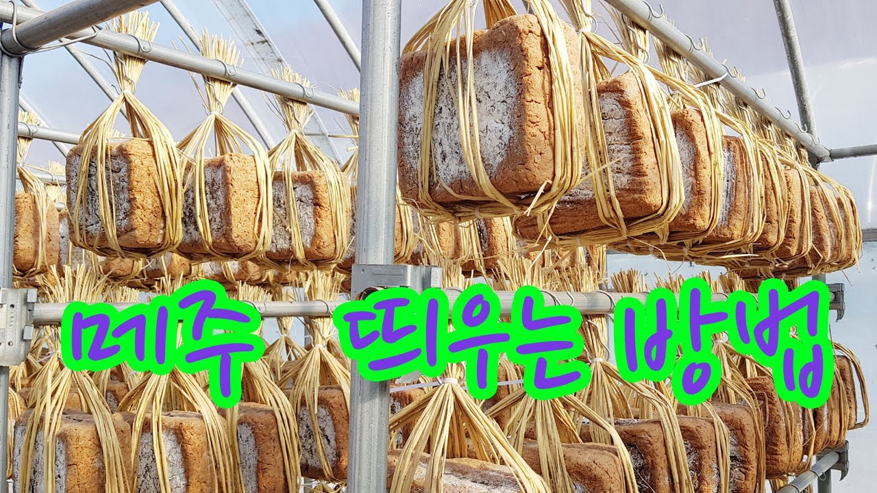 메주 말리고 띄우기. 메주 띠우는법, 이쁘게 메주 띄우는 방법