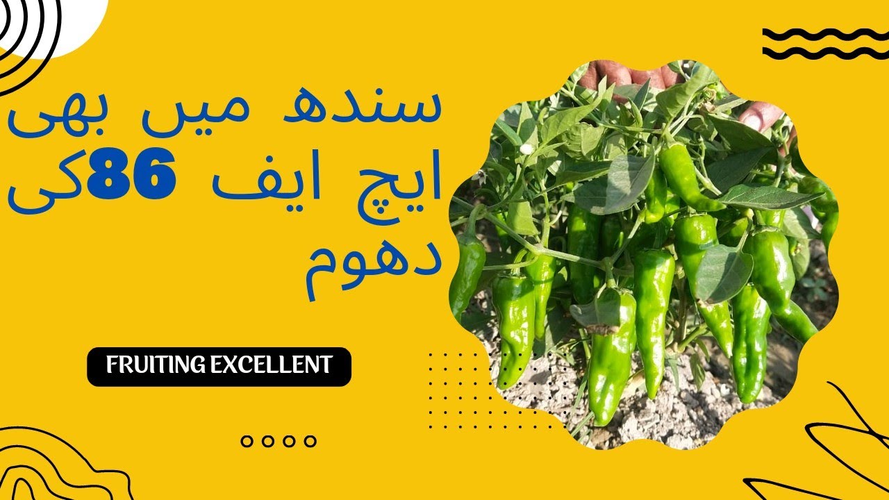 Desi Type Mirch HF-86|Tunnel Farming|Chili Farming