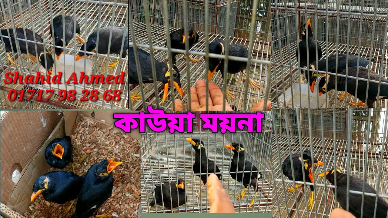 কাউয়া ময়না কাক ময়না | Kak moyna Kauwa moyna #কাউয়া_ময়না #kauwa_moyna