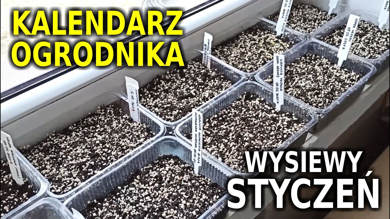 Kalendarz OGRODNIKA - styczeń - co wysiewać?