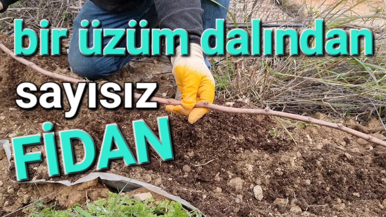 çoklu üzüm nasıl köklendirilir. asma nasıl köklendirilir. #tropikaltopraktv #üzüm #asma