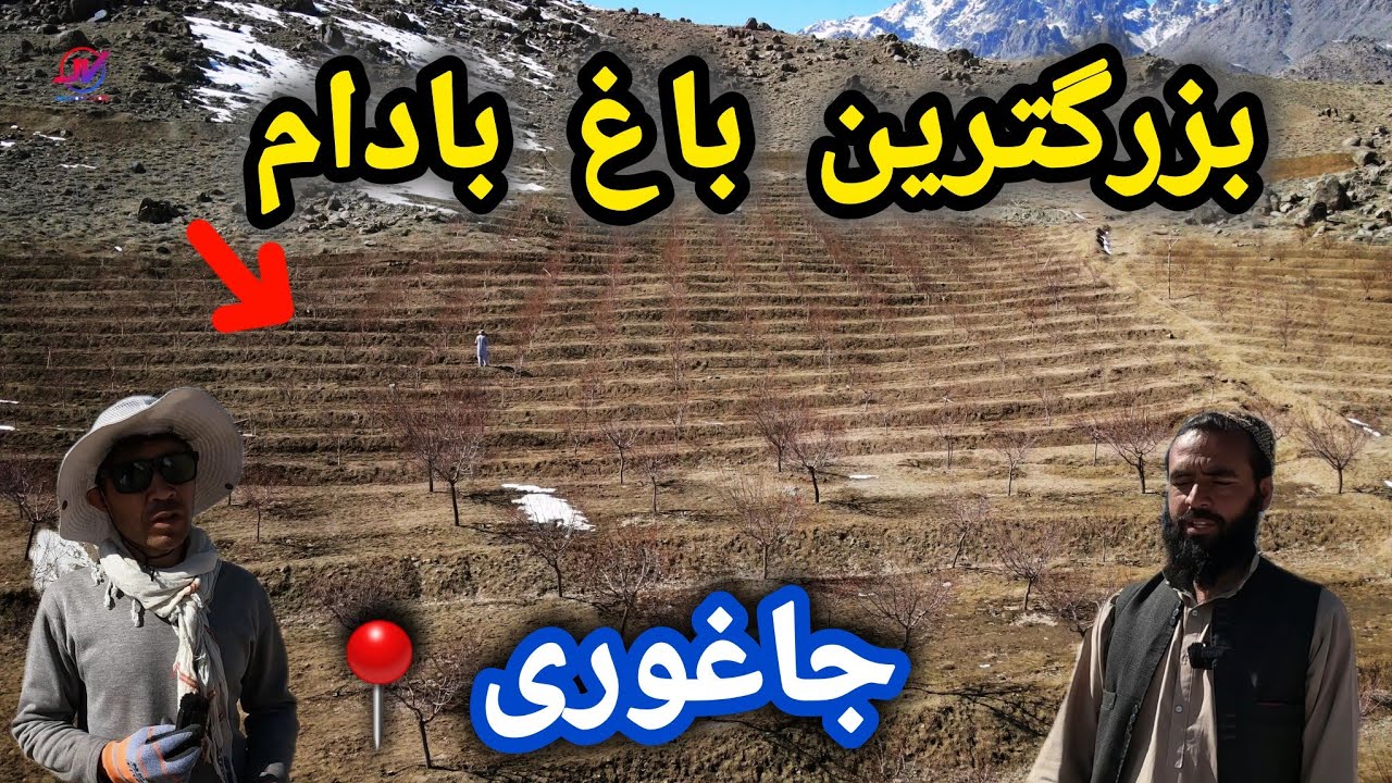 بزرگترین باغ بادام جاغوری 🤷‍♂️ سرمایه گذاری میلیونی 💸 انواع مختلف بادام🌴 #باغ_بادام 
