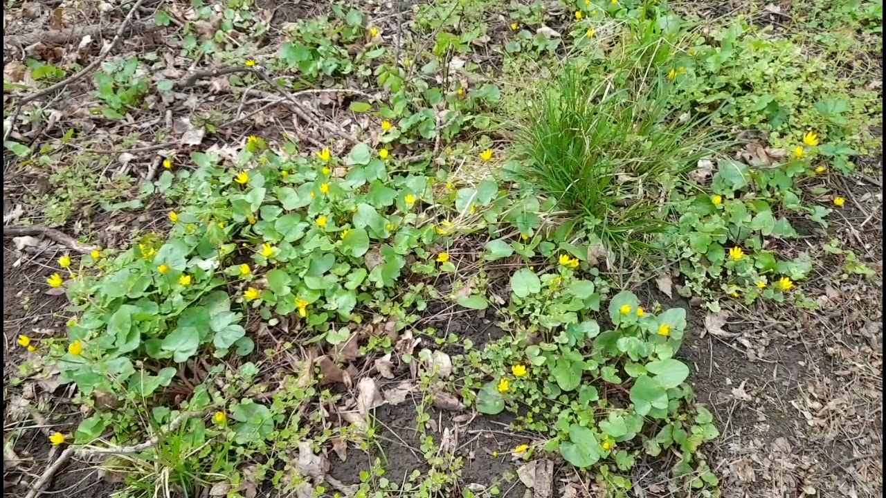 Dvorčiansky les (18-21.4.2021)