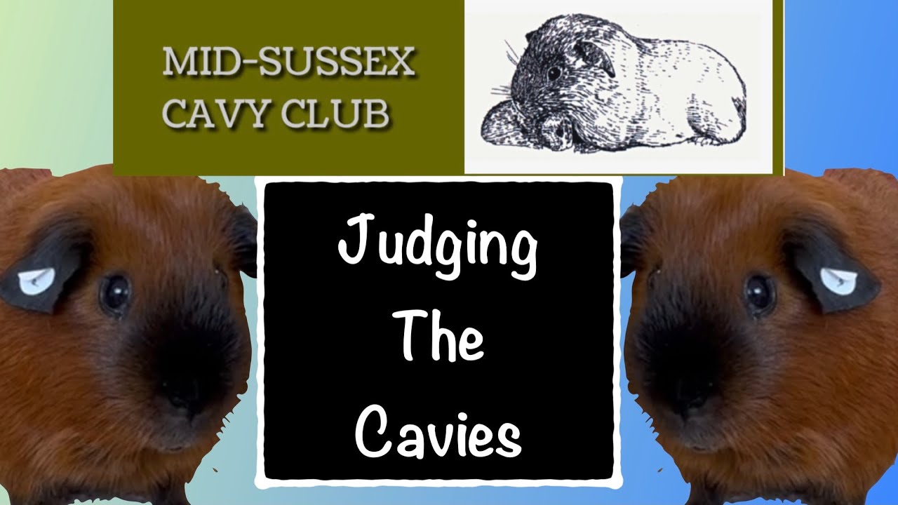 Judging guinea pigs at Mid Sussex Cavy Club 2023
