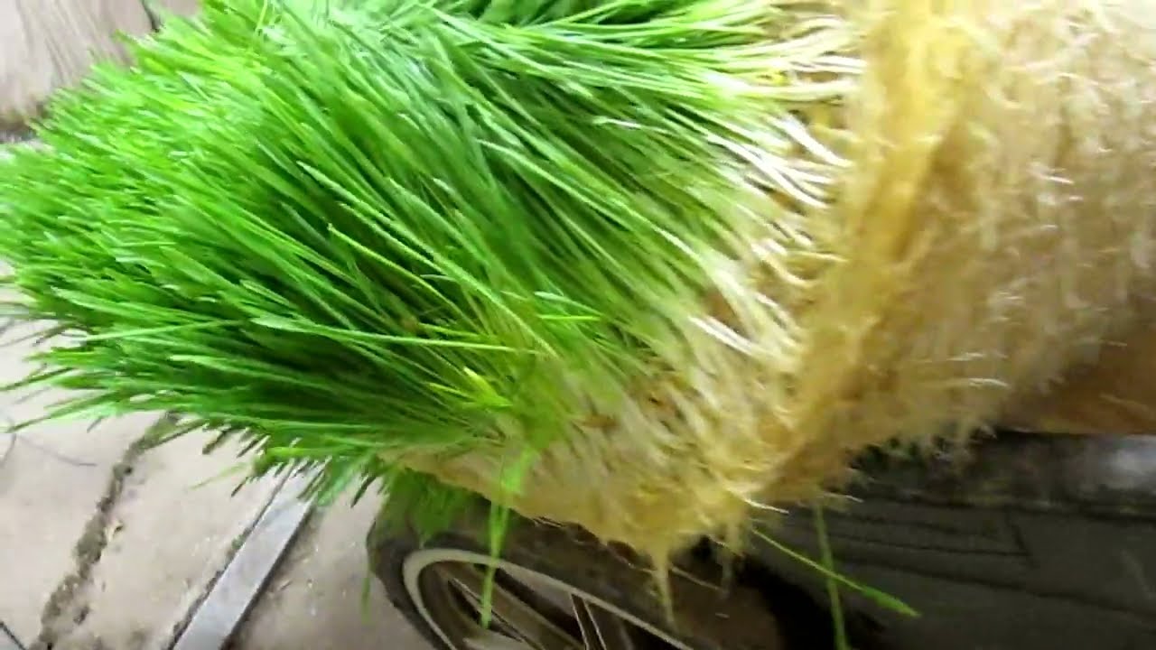 20241124  Feeding horses fodder from a re-engineered American Fodder Box.