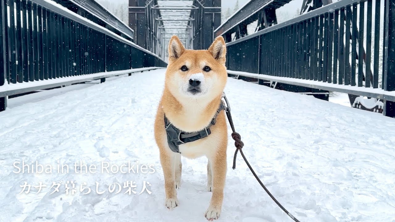 鼻の上に雪をのせて初雪の喜びを噛みしめる柴犬ナラ【4K】