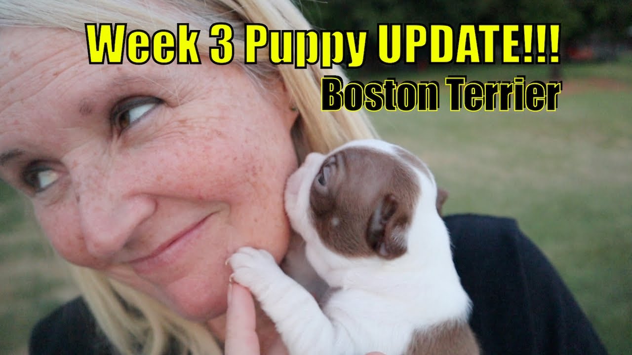 Boston Terrier Puppies at 3 Weeks 2021 | Week 3 Update