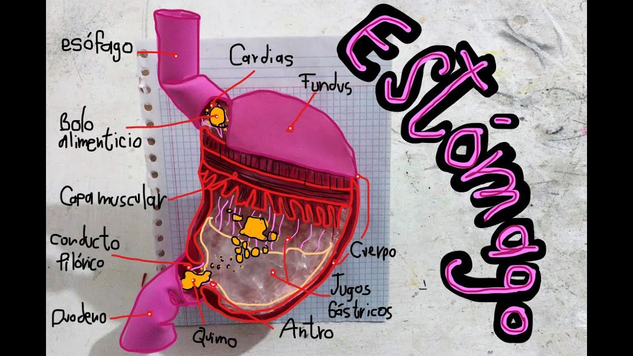 Estructura del Estomago (maqueta)
