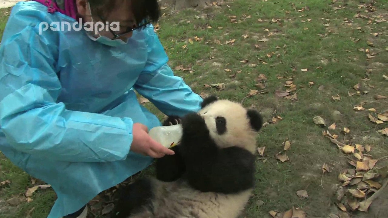 Feeding panda cub bottle milk