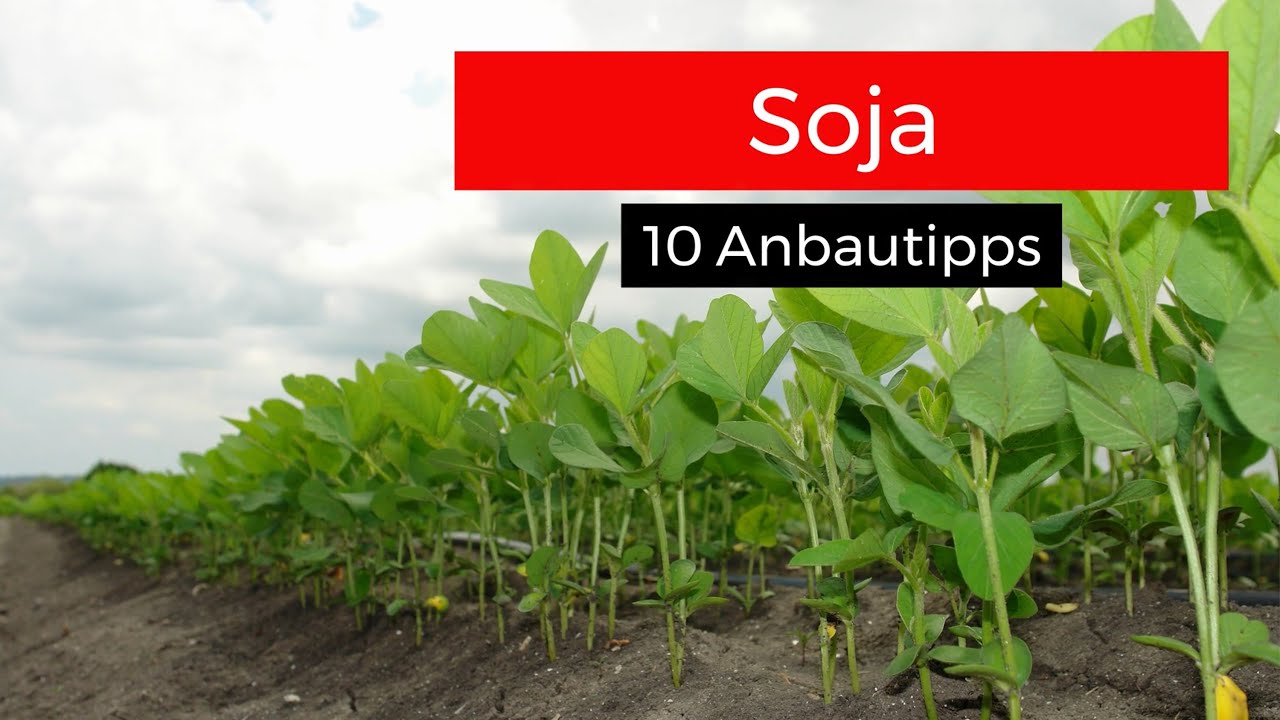 Soja: 10 Anbautipps