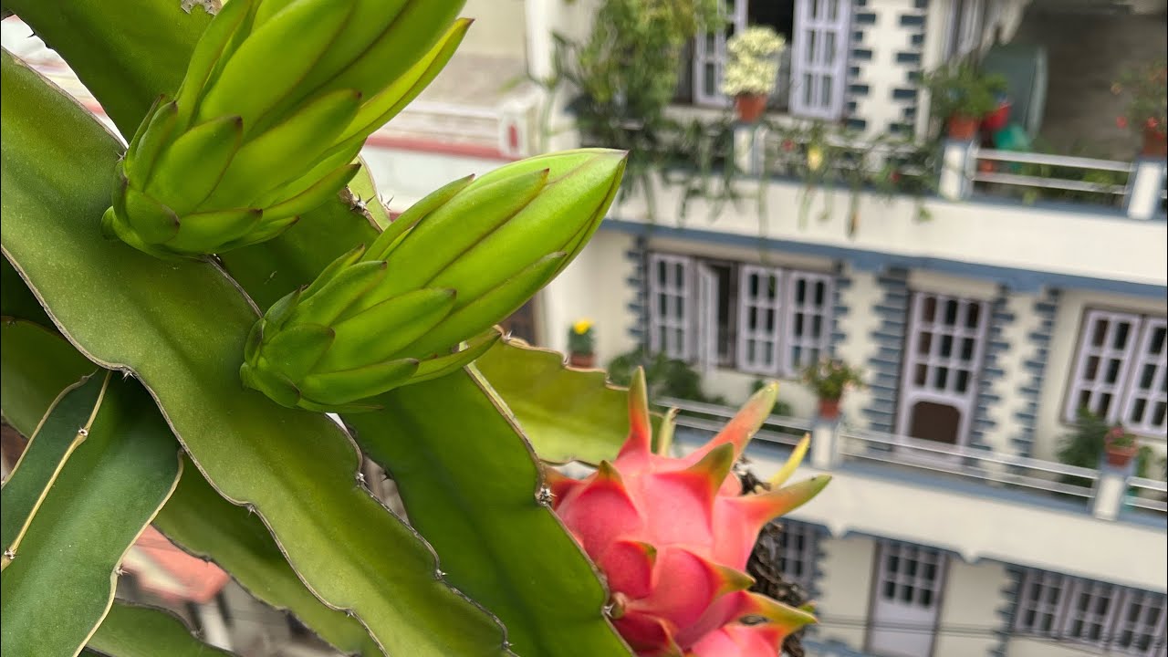 Harvesting Dragon Fruits