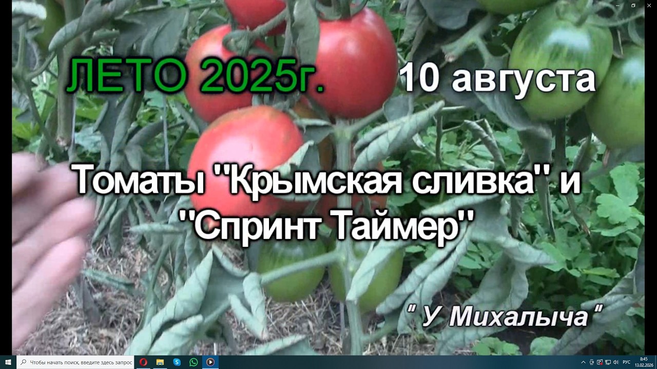 Лето  Август  Крымская сливка и  Спринт Таймер