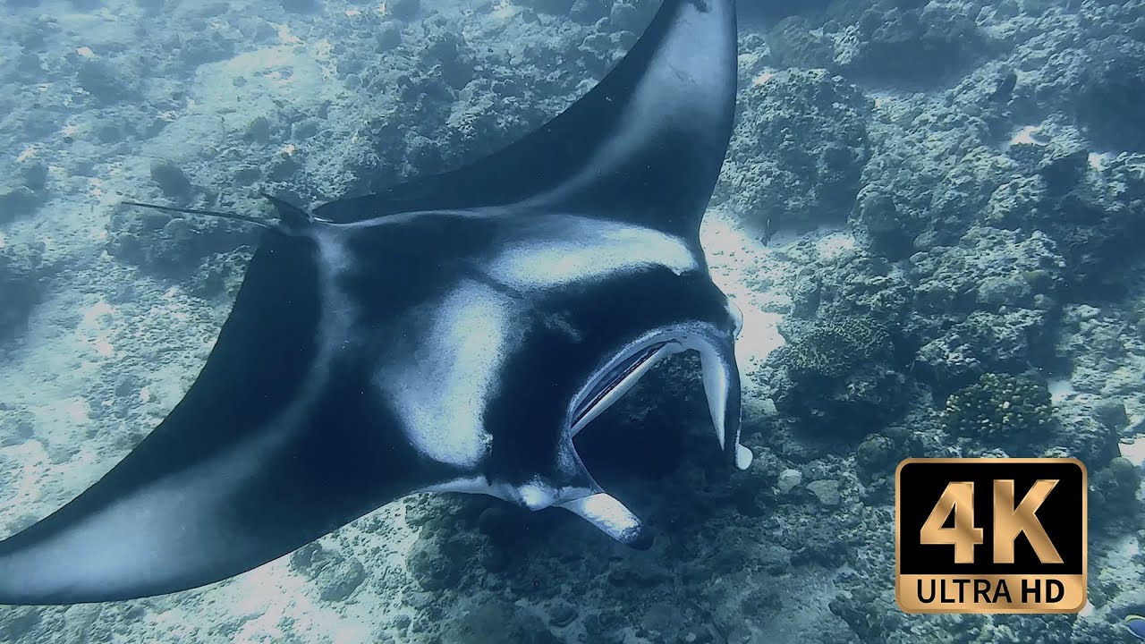 Scuba diving Maldives Raa atoll Meedhupparu 4K (Sep 2023 - 4) Manta Madness