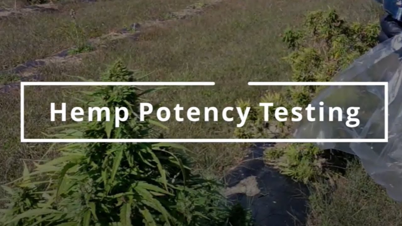 How and When to Test Your Hemp Crop