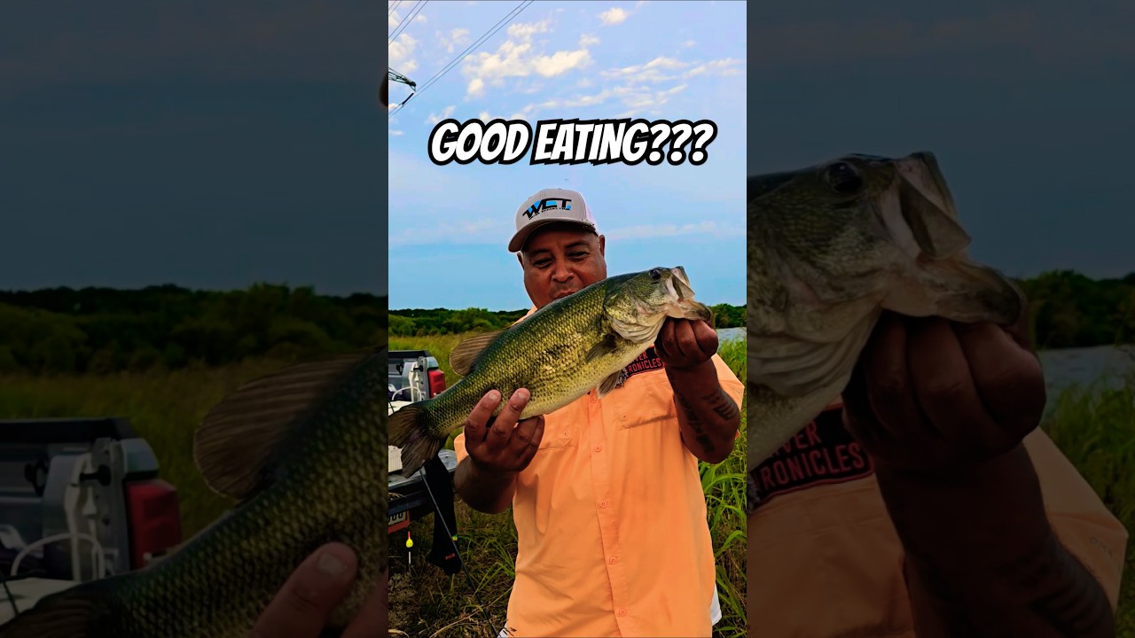 Do YOU eat bass? 