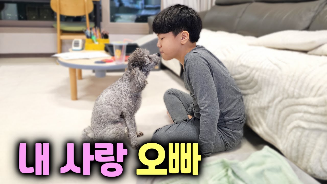 강아지들이 오빠를 너무 사랑하면 생기는 일