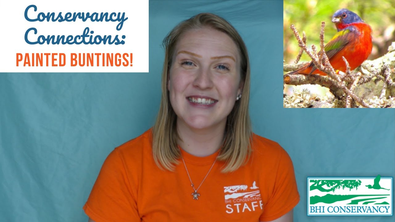 Conservancy Connections: Painted Buntings