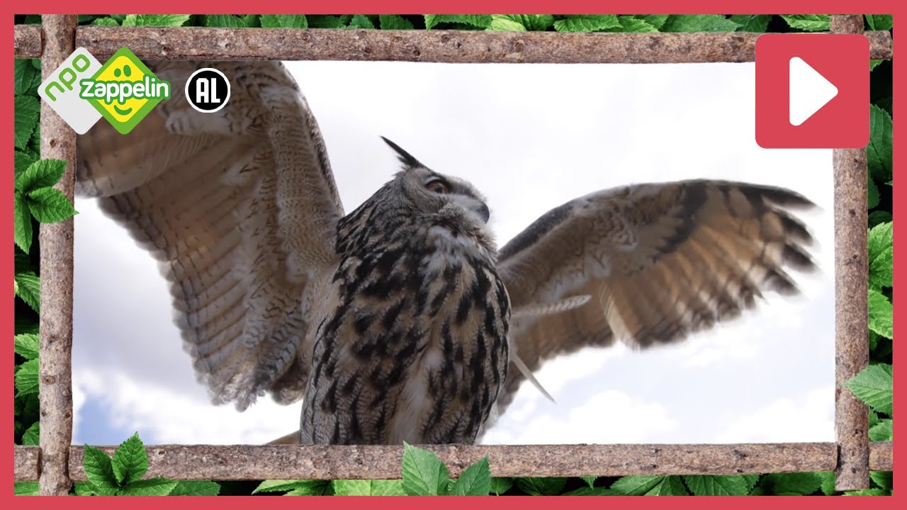 EEN OEHOE IS NET ZO GROOT ALS BOSWACHTER TIM! 🦉 | Beestenbrigade Bingo | NPO Zappelin
