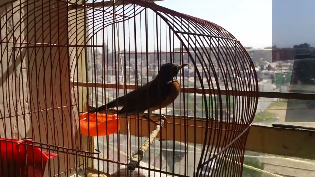 CUIDADOS DE UNA PRIMAVERA HUERTERA MIRLO Y SUS PRIMEROS CANTOS