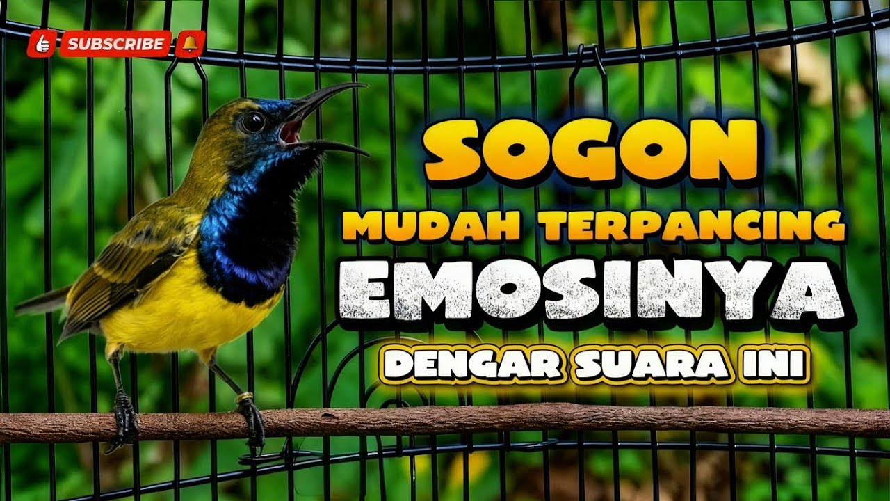 Sogon mudah terpancing emosinya dengar suara ini‼️ pancingan sogon agar emosi bunyi ngleper #sogon 