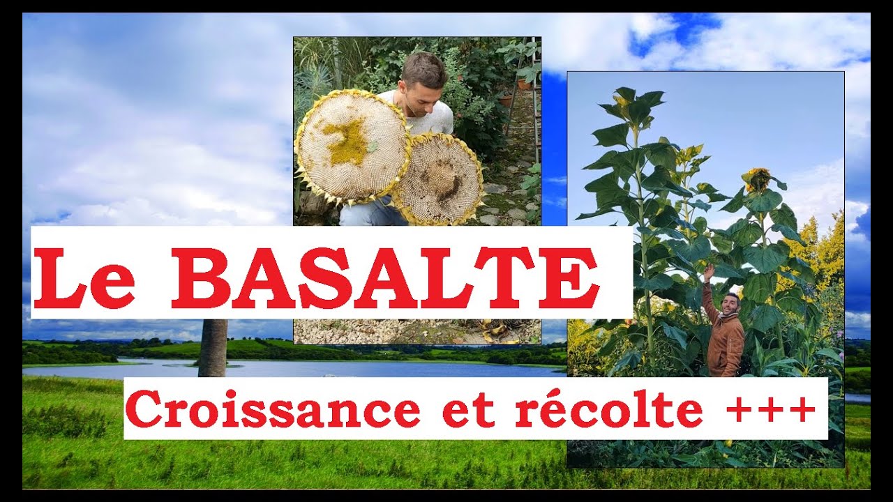 Le BASALTE = Récoltes et fertilité +++ ? Légumes et plantes au top ?