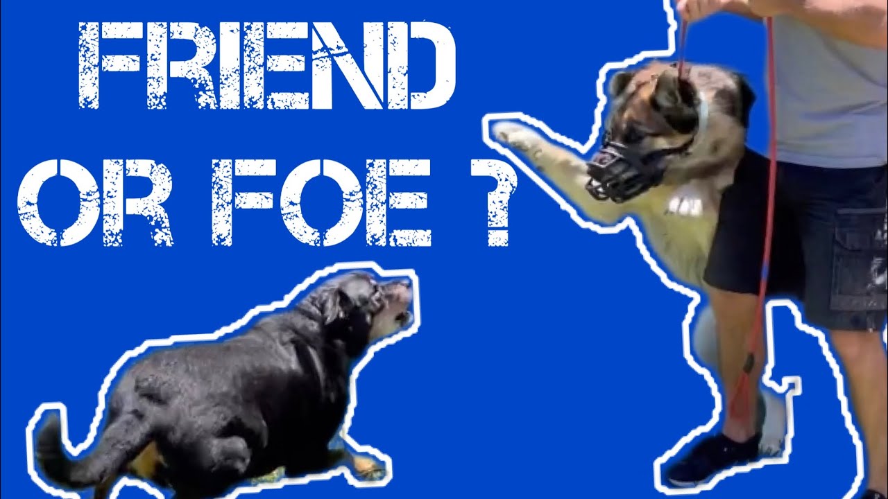 Introducing a reactive dog #dogtraining #dog