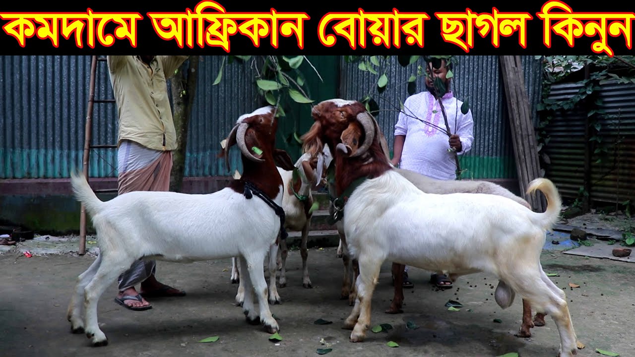কমদামে আফ্রিকান বোয়ার ছাগল ও দুম্বা কিনুন ভৈরব থেকে। বোয়ার ছাগলের খামার boer goat farm in bd